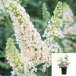 Buddleia Davidii Buzz Ivory 1Gallon Cream Butterfly Bush Plant Buddleja Buzz Ivory Live Plant Outdoor Ho7 Ht7