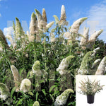 Buddleia Davidii Nanho Alba 1Gallon White Bulb Butterfly Bush Plant Flower Live Plant Mr7 Ht7