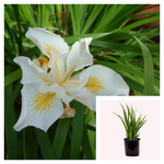 Iris Pacific Coast Canyon Snow 1Gallon Plant Iris Canyon Snow Plant Douglas Iris Plant Flower Plantt Ho7