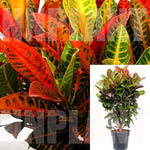 Petra Croton Codiaeum Vareigatum Foliage 5Gallon Croton Garden Croton Puding Joseph Live Plant Fi7Ht7 Best