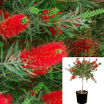 Callistemon Citrinus Patio 5Gallon Lemon Bottlebrush Red Plant Scarlet Bottlebrush Red Pink Patio Outdoor Live Plant Fr7