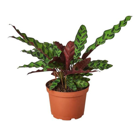 Calathea Rattlesnake Plant 4Inches Pot Goeppertia Insignis Plant Premium Foliage Live Plant Ht7