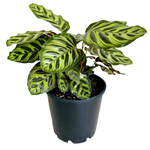 Calathea Makoyana Plant 4Inches Peacock Plant Cathedral Windows Plant Premium Foliage Houseplant Live Plant