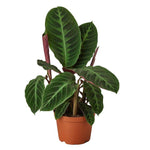 Calathea Warscewiczii Plant Rare 6in 8INCHES Pot Goeppertia Zebrina Calathea Zebrina Plant Calathea Jungle Leaves Velvet Pr