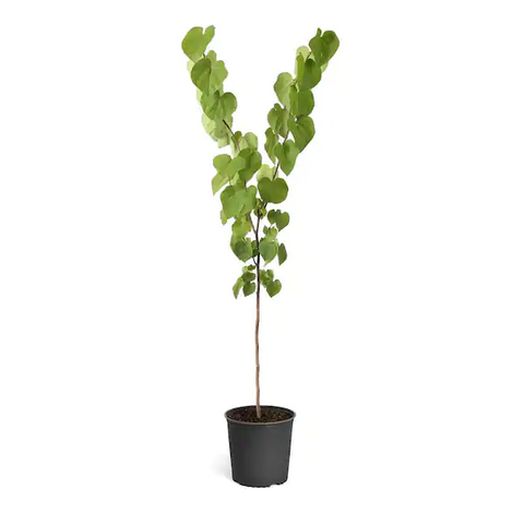 Cercis Occidentalis Standard Tree 5Gallon California Redbud Western Redbud Live