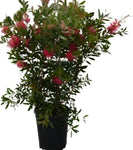 Callistemon Citrinus Tree 5Gallon Callistemon Citrinus 5Gallon Lemon Bottlebrush Tree Live Plant Gg7