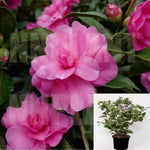 Camellia Chansonette 1Gallon Camellia Sasanqua Chansonette 1Gallon Sasanqua Camellia Pink Live Plant Outdoor Mfgr7A