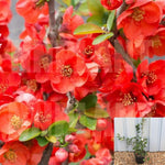 Chaenomeles Hybrid Blood Red 1Gallon Floweing Quince Red Single Flower Pla