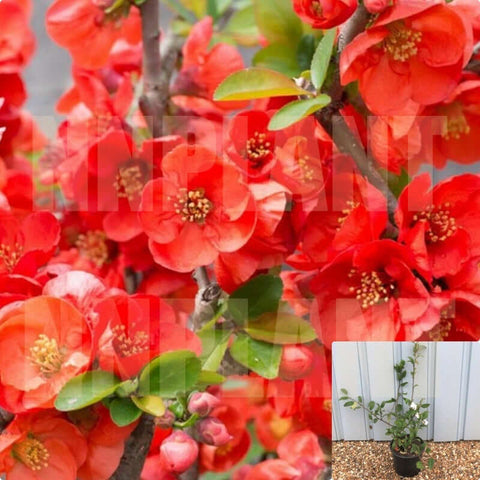 Chaenomeles Blood Red 5Gallon Chaenomeles Hybrid Blood Red 5Gallon Floweing Quince Red Single Flower 5Gallon Live Plant Mr7