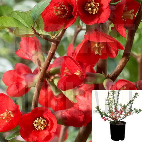 Chaenomeles Texas Scarlet 5Gallon Flowering Quince Red Plant Flower Live Plant Mr7