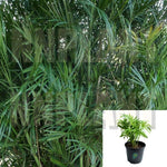 Chamaedorea Seifrizii Burret Plant Butterfly Palm Bamboo Palm Cascade Palm Chamaedorea cataractarum Privacy Plant 4Inches Pot Live Plant Ht7