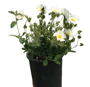 Cistus Salivifolius 5Gallon Plant Sage Leaf Rock Rose 5Gallon Sage Leaved Rock Rose Salvia Cistus Live Plant Fr7