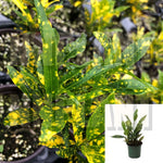 Codiaeum Variegatum Plant Gold Dust Yellow Green Croton Live Plant 4Inches Pot House Plant Ht7 Best