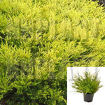 Coleonema Pulchrum Sunset Gold 2Gallon Golden Breath Of Heaven Live Plant Gg7