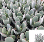 5 Cuttings Crassula Cotyledon Silver Peak Succulents Silver Peek Pigs Ear Succulent Plant Not Rooted