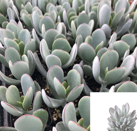 5 Cuttings Crassula Cotyledon Silver Peak Succulents Silver Peek Pigs Ear Succulent Plant Not Rooted