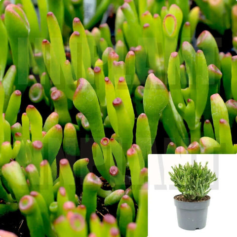 10Cuttings Crassula Gollum Jade Crassula Elephant foot Gollum Succulent Plant Not Rooted