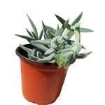Crassula Mesembryanthemoides Plant 4Inches Crassula Moon Glow Plant Succulent Drought Tolerant Drought Tolerant Ht7 Best