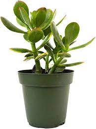12 pks of 2 inches pot Crassula Ovata Plant Jade Money Tree Kerky Bush Plant Succulent Drought Tolerant Drought Ht7 Best