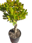 Crassula Argentea Ovata 1 Gallon Crassula Ovata Plant Jade Money Tree Kerky Bush Plant Succulent Drought Tolerant Ht7 Best