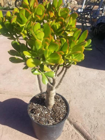 Crassula Argentea Ovata 5 Gallon Crassula Ovata Jade Money Tree Kerky Bush Plant Succulent Drought Tolerant Ht7 Best
