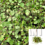 Winevine Plant Creeping Angel Vine Wine Vine Mini 1 Gallon Ht7 Vine Complexa Muehlenbeckia Leaf