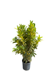 Croton Gold Star Plant Codiaeum Variegatum 10Inches Foliage Live Plant Housse Plant ht7