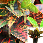 Croton Petra Croton Plant 6Inches Pot Red Purple Yellow Orange Croton Plant Ht7