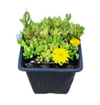 Delosperma Nubigenum Plant 4Inches Pot Ice Plant Indoor Live Plant Ht7