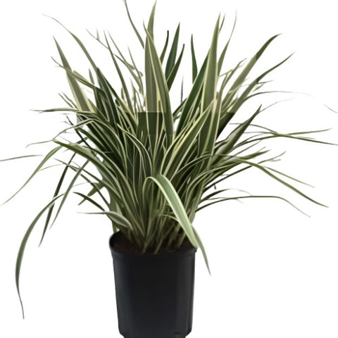 Dianella Variegata 5Gallon Dianella Variegata 5Gallon Variegated Flax Lily Live Plant Fr7