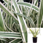 Dianella Variegated 1Gallon Plant Variegated Flax Lily Live Plant Outdoor Frgr7