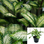 Dieffenbachia Tropic Snow Plant 4Inches Pot Dieffenbachia Tropic Snow Plant Dumb Cane Plant Dieffenbachia Compacta ht7 best