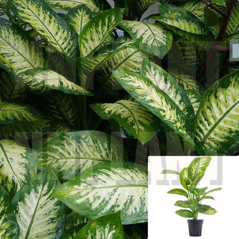 Dieffenbachia Tropic Snow Plant 5 Gallon Pot Dieffenbachia Tropic Snow Plant Dumb Cane Tropic Snow Plant Indoor