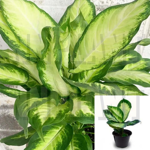 Dieffenbachia Camille Pot Indoor Houses Air Purifying Shrub Live Plant 6 Inches Ht7 Best