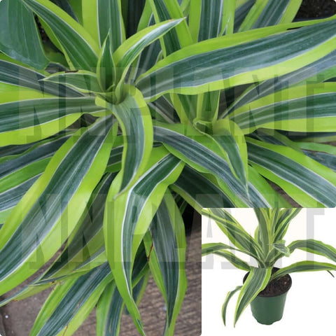 Dracaena Deremensis Warneckii 4Inches Dracaena Green Lime Dracaena Pot Dragon Tree Live Plant Ht7