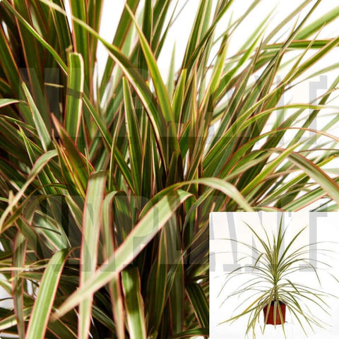 Dracaena Bicolor Cane Plant Red Yellow Green 6Inches Pot Indoor Houses Air Purif Ht7