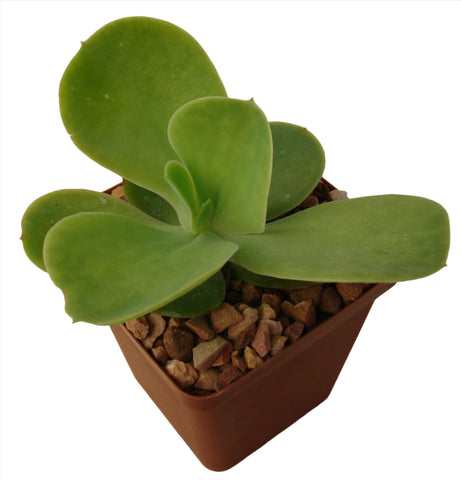 Echeveria Pallida 4Inches Pot Succulents Plant Argentine Echeveria Echeveria Pal Ht7