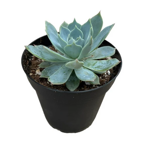 Echeveria Blue Bird Plant 4Inches Succulents Plant Echeverie Blue Bird Echeveria Imbrica Live Plant Ht7