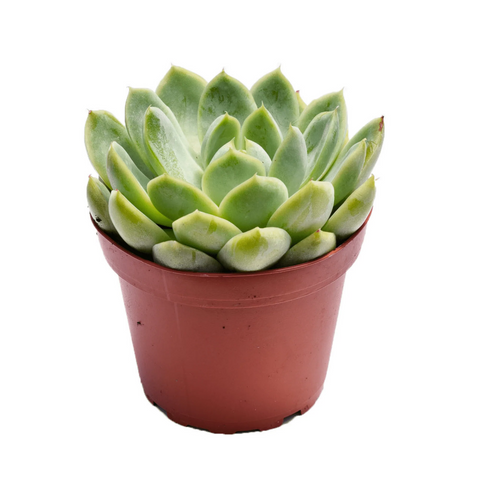 Echeveria Elegans Plant 4Inches Mexican Snowball Mexican Gem White Mexican Rose Ht7 Best