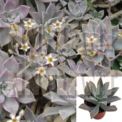 Graptopetalum Ghost Graptopetalum Paraguayense Succulent Drought Tolerant 4Inches PotLive Plant Ht7 Best