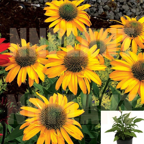 Echinacea Ss Golden Sun 1 Gallon Coneflower Flower Cone Golden Perennial Live Plant Gr7
