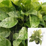 Epipremnum Aureum 4Inches Pot Marble Queen Pothos Hanging Snow Pothos Vine Golden Pothos Mon Ht7