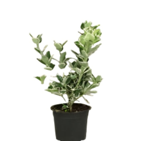 Euonymus Emerald Gold 5 Gallon Gaiety Plant Wintercreeper A Live Plant Fr7
