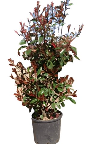 Photinia Fraser Red 5Gallon Plant Photinia Fraseri Multi Shrubs Plant Ht7