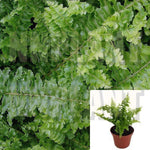Fern Fluffy Ruffles Fern Nephrolepsis Exaltata 5inches Pot HousePlantindoor Prem ht7 Best
