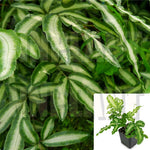 Fern Ribbon Fern Pteris Cretica Albo Lineata 5inches Pot Premium Live Plant 5inches Pot ht7 Best