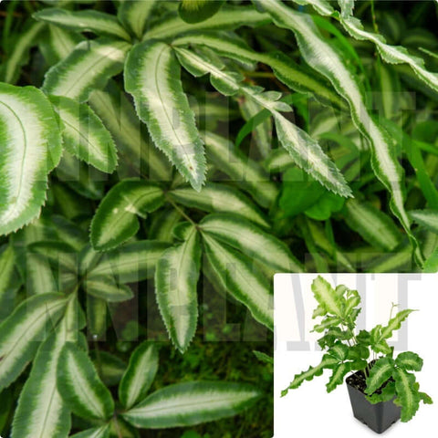 Fern Ribbon Fern Pteris Cretica Albo Lineata 5inches Pot Premium Live Plant 5inches Pot