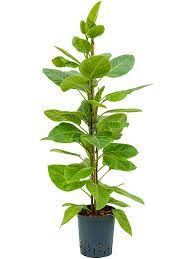 Ficus Altissima Yellow Gem Plant 12 inches Pot Ficus Elastica Golden Plant Foliage Live Plant Pn7