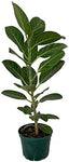 Ficus Audrey Plant 8Inches Pot Ficus Benghalensis Plant Premium Foliage Live Plant Ht7