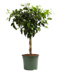 Ficus Benjamina Midnight Plant 10Inches Pot Ficus Dark Plant Foliage Live Plant Ht7